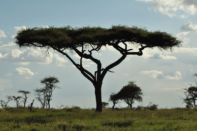 Tree on field against sky