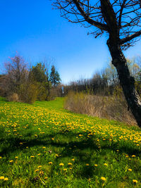 Yellow flowering plants on field against clear sky