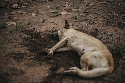 Cat sleeping in a field