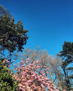 Low angle view of trees against clear blue sky