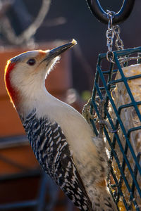 Close-up of bird