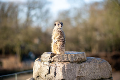 Close-up of lizard on rock