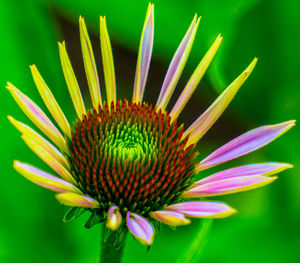 Close-up of eastern purple coneflower blooming outdoors