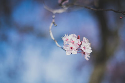 Close-up of pink flowers blooming on tree