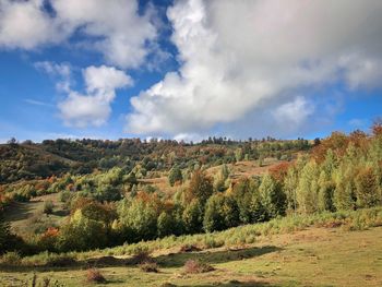 Amazing forest in autumn on a sunny day