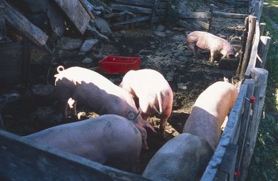 High angle view of meat eating food