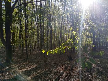 Trees growing in forest