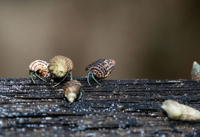 Close-up of insect on wood