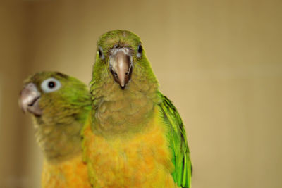Close-up of parrot