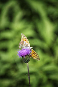 Close-up of butterfly on purple flower