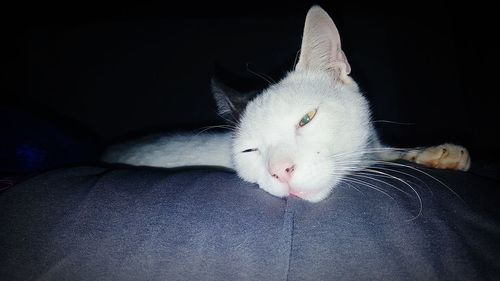 Close-up of cat resting on sofa at home