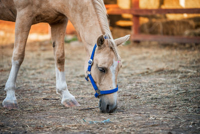 Horse standing on field