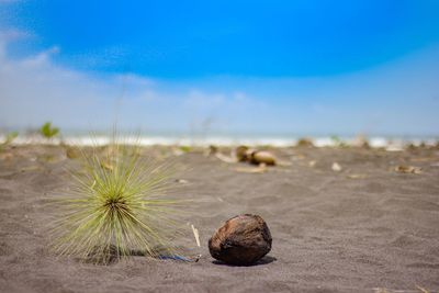 Close-up of shell on beach against sky