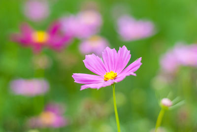 Close-up of pink cosmos flower