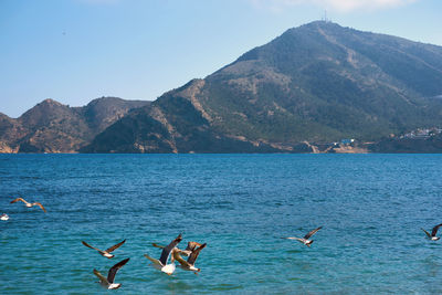 Seagulls flying over sea against mountain