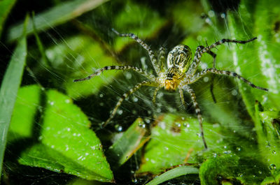 Close-up of spider on web