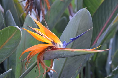 Close-up of flower blooming outdoors