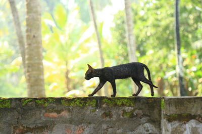 Black cat sitting on retaining wall in forest