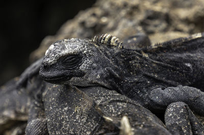 Close up of a relaxed baby marine iguana, using his friend has a pillow. picture from the galápagos.