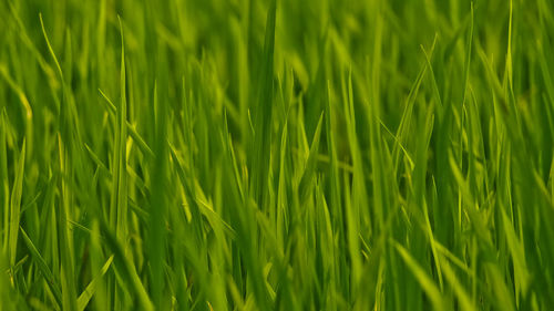 Full frame shot of fresh green field