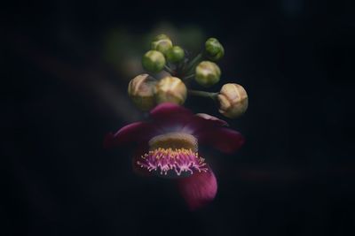 Close-up of pink flowering plant
