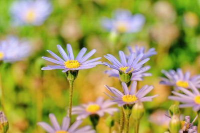 Close-up of purple flowering plants