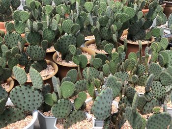 High angle view of succulent plants, bunny ear cactus.