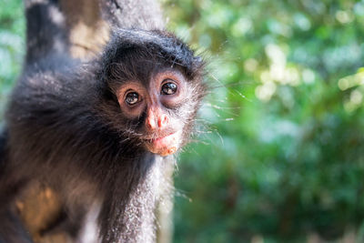 Close-up of spider monkey at madidi national park