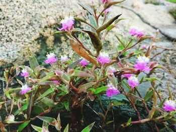 Close-up of pink flowers blooming outdoors