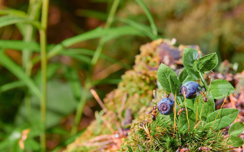 Close-up of plant growing on field
