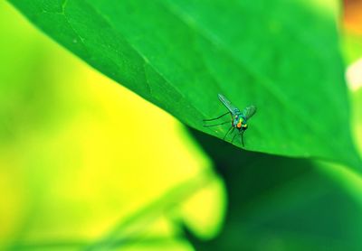 Insects in the green leaf background