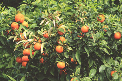 Orange fruits on tree