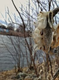 Close-up of wilted plant in winter