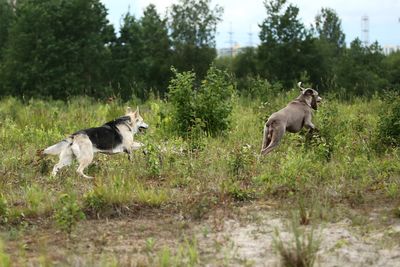 View of dogs on grassy field