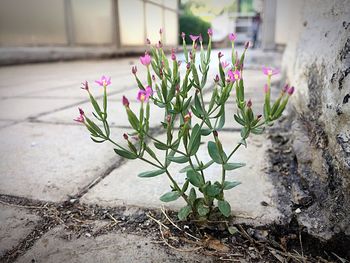 Close-up of pink flowering plant