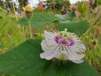 Close-up of purple flowering plant