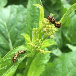 Close-up of insect on leaf