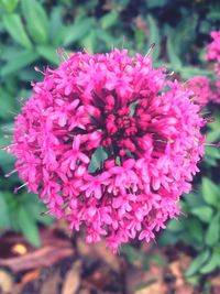 Close-up of flowers blooming outdoors
