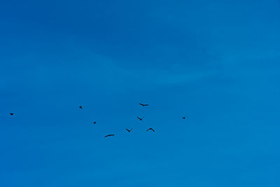 Low angle view of birds flying in sky