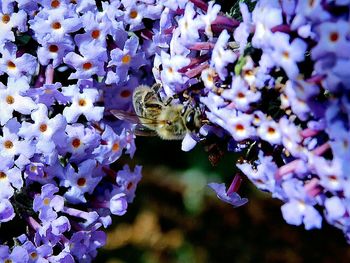 Close-up of purple flowers