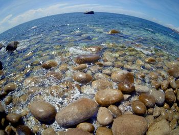 Close-up of turtle in sea against sky