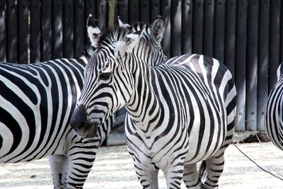 Zebra standing outdoors