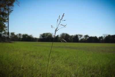 Close-up of grass growing in field against clear sky