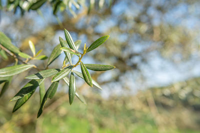 Close-up of plant