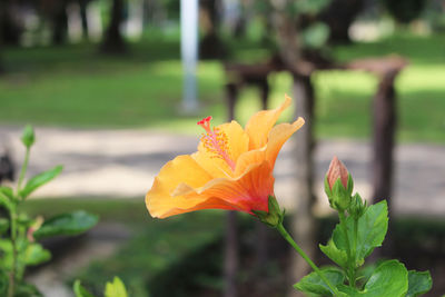 Close-up of yellow flower