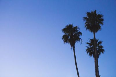 Low angle view of palm trees growing against clear blue sky