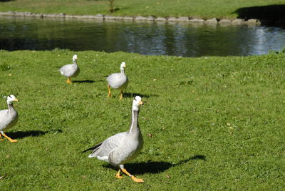 Ducks on grassy field