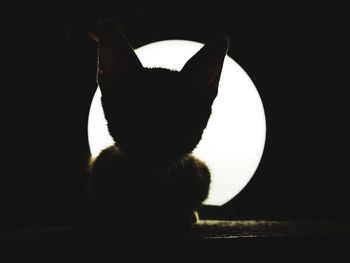 Close-up of silhouette cat against black background