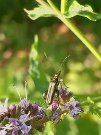 Close-up of insect on flower