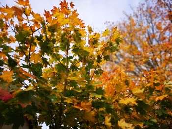 Low angle view of yellow flowering tree against sky